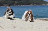SHIH TZU 066